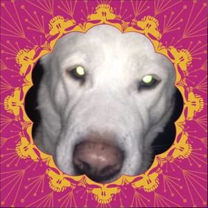 Meet your Posher, Wade